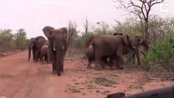 屋顶大象手机在线观看,揭秘神秘生物的奇幻之旅  第2张